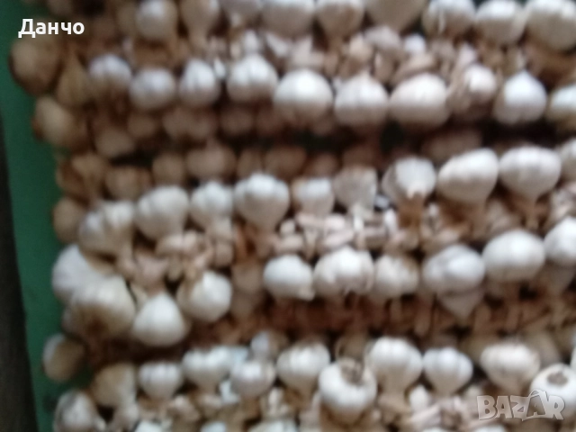 Продавам разсад-ягоди малини лозе алое Вера маруля стари сортовете семена картофи и де, снимка 4 - Разсади - 52299966