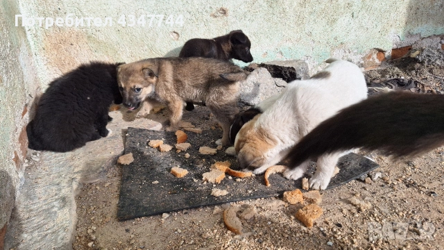 Подаряват се 6 малки кученца. , снимка 6 - Други - 53070675