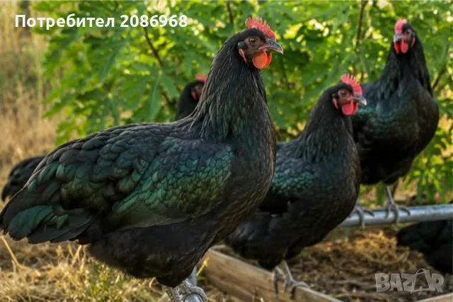 Продавам оплодени яйца и пилета  от Австралорп и Легхорн, снимка 13 - Кокошки и пуйки - 55743097