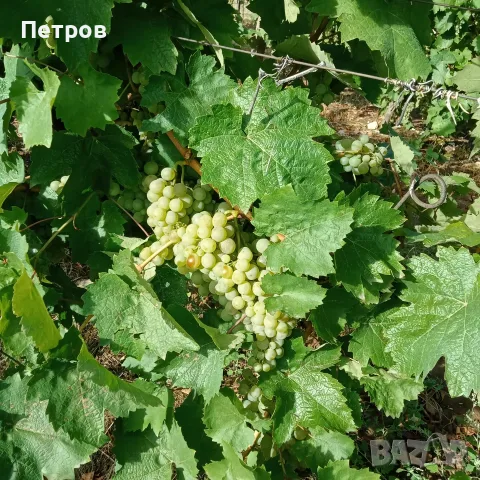 Продавам отлично грозде сорт Димят–идеално за вино и ракия, снимка 4 - Други - 56091171