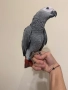 Ръчно хранен папагал Жако, снимка 4
