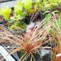 Carex comans Bronco, Декоративна трева, снимка 5