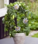 Пасифлора / Passiflora caerulea, снимка 1 - Градински цветя и растения - 36106609