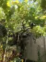 Грозде от асма бяло и червено за ракия и вино, снимка 2