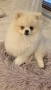 Продавам Померан, снимка 2