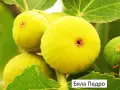Смокиня  / Разсад Студоустойчиви - Налични 8 сорта, снимка 4