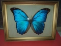 Пеперуда в рамка N2, снимка 1