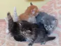 Сибирски котенца, сибирче, хипоалергично, коте, сибирска котка, снимка 6