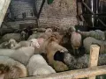 свободни овце, кочове , снимка 9