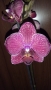 Орхидея фаленопсис Kimono, снимка 1