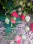 Продавам разсат ягоди , снимка 2