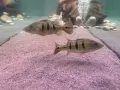 цихли peacock bass, снимка 5