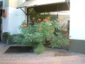 Цезалпиния пулхерима – Caesalpinia pulcherrima, снимка 8
