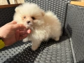 Мини Померани Актуално от 5.3.2026, снимка 3