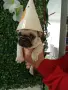 Френски булдог french bulldog , снимка 2