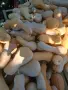 Тикви цигулка реколта 2026г., снимка 3