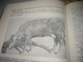 Вътрешни незаразни болести по говедата - 1978 г., снимка 6