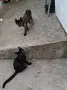 Малки бездомни котета, снимка 1