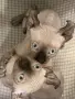 Котенце Сфинкс Елф, снимка 2