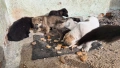 Подаряват се 6 малки кученца. , снимка 6