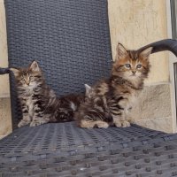 Мей кун мъжки и женски котенца, снимка 3 - Мейн кун - 36944643