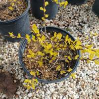 Физокарпус жълт, Physocarpus opulifolius ‘Dart’s Gold’, снимка 14 - Градински цветя и растения - 39879732