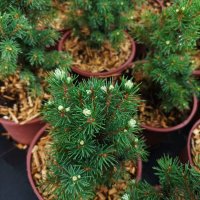 Канадски Смърч, Picea glauca Sanders Blue, снимка 5 - Градински цветя и растения - 40514435