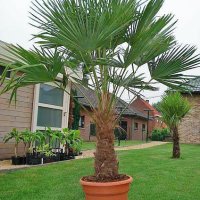 Студоустойчиви палми трахикарпус, снимка 1 - Градински цветя и растения - 42041111