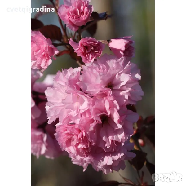 Prunus Royal Burgundy-Японска вишна, снимка 1