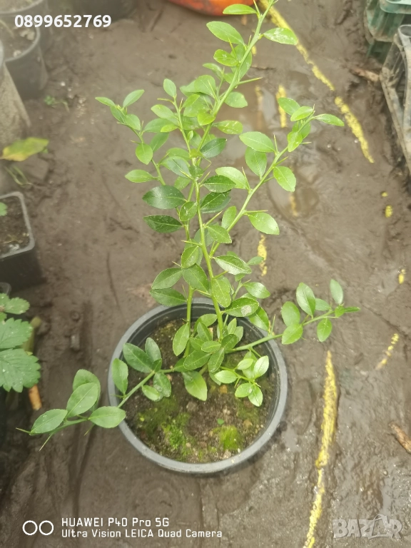 Австралийски пръстов лайм, снимка 1