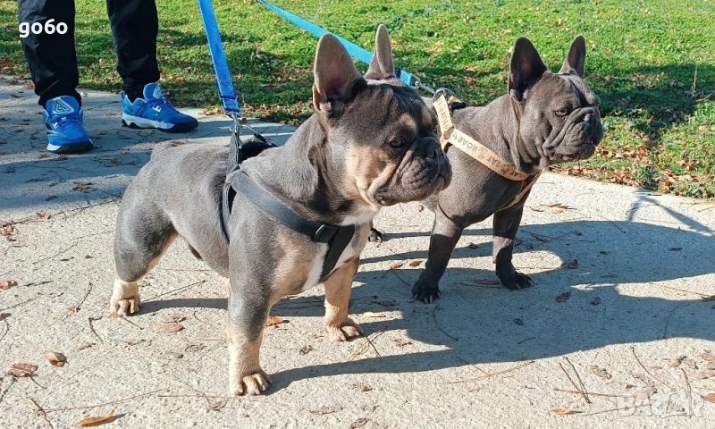 Мъжки френски булдог за разплод , снимка 1