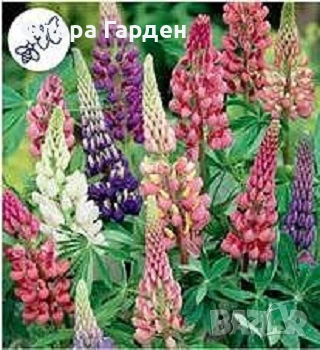 МНОГОГОДИШНИ ЦВЕТЯ - Коренища/ПРЕДВАРИТЕЛНИ поръчки, снимка 1