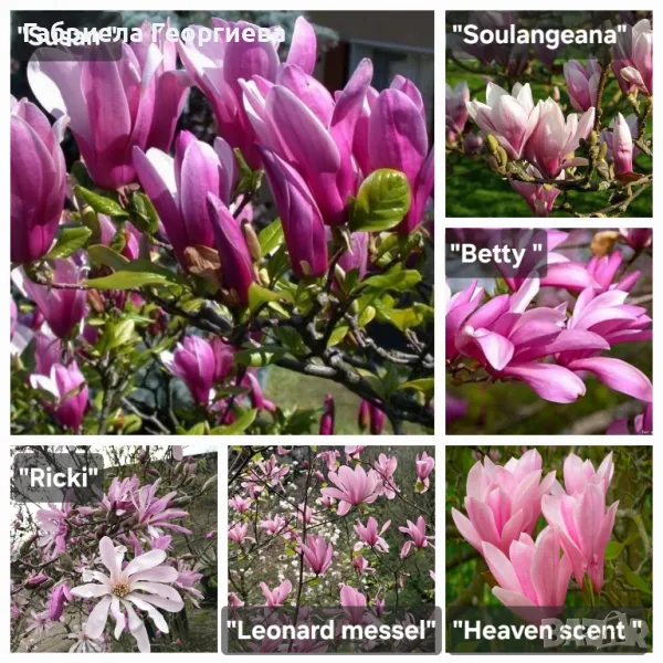 Магнолия , снимка 1