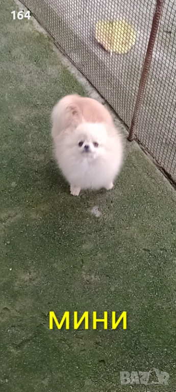 Мини Померан. Миниатюрно мини момиче на 6 месеца 1 кг., снимка 1