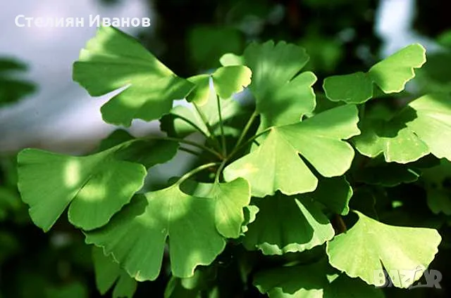 Гинко билоба (Ginkgo biloba), снимка 1