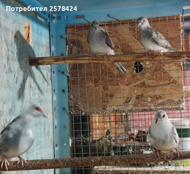 Продавам двете млади диамантени гугутки 0879166611, снимка 1