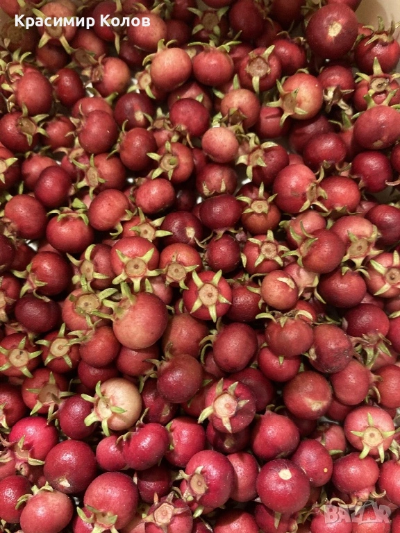 Ягодова мирта, чилийска гуава, Ugni molinae, растения плододаващи, екзотични, снимка 1