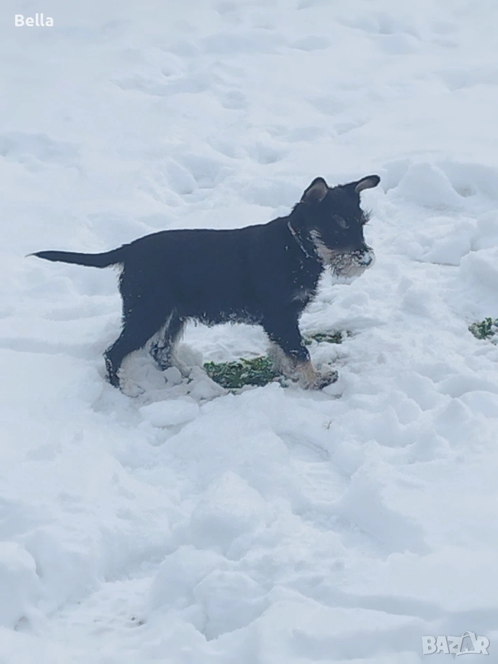 Мини шнауцер , снимка 1