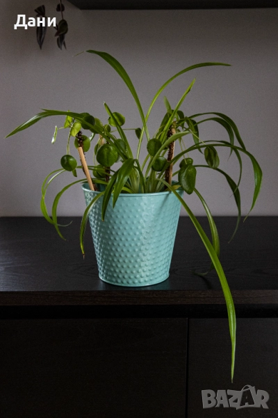 🌿 Китайска паричка (Pilea peperomioides) + Хлорофитум (Chlorophytum comosum) в едно 🌿, снимка 1
