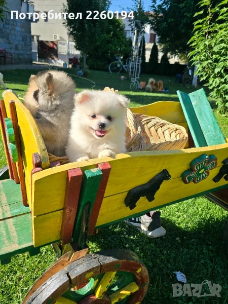 Померан Померанче , снимка 1