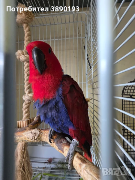 Папагал еклектус , снимка 1