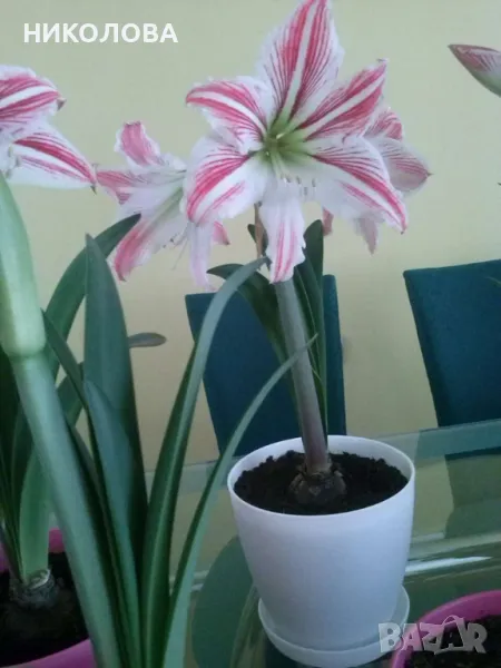 АМАРИЛИС - луковици, снимка 1