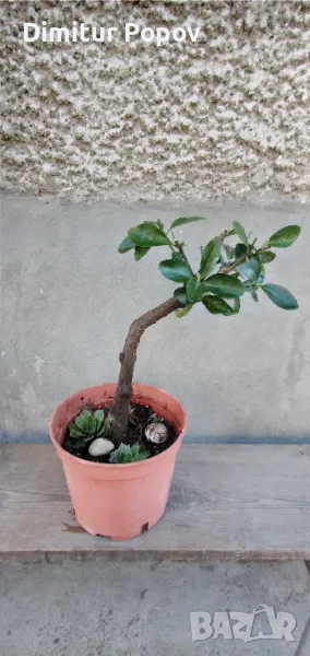 Бонсай  и Кварцов камък, снимка 1