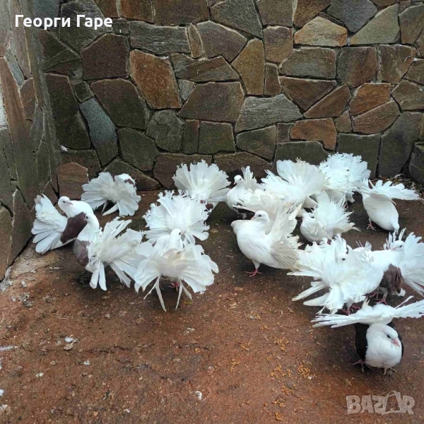 Продавам фенерлии, снимка 1