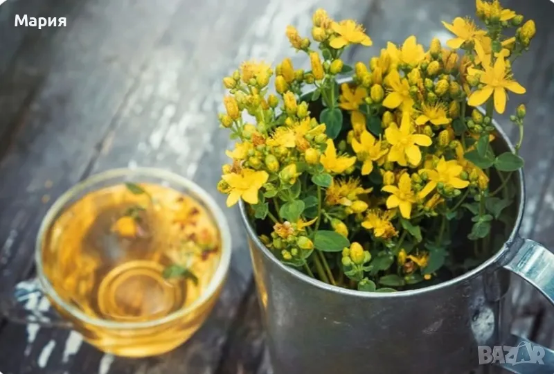 Жълт кантарион 2024г., снимка 1