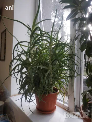 Продовом алое и бенджамин, снимка 4 - Стайни растения - 50423044
