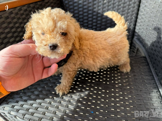 Мини Пудели Актуално от 6.1.2026, снимка 2 - Пудели - 52971791