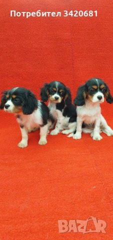 Кавалер кинг чарлз шпаньол , снимка 5 - Кавалер кинг чарлз шпаньол - 53398733