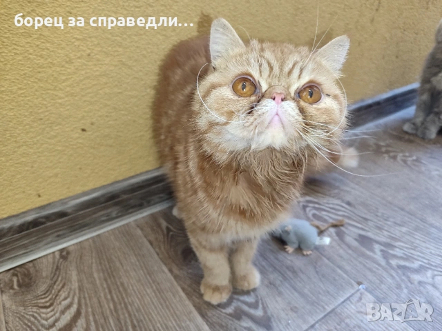 Женски екзотични котки на 6 месеца и на 2,5 години., снимка 11 - Персийска - 53404088