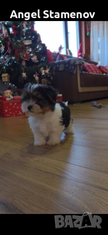 Йорки бивер териер,две момченца!, снимка 16 - Йоркширски териер - 52850201